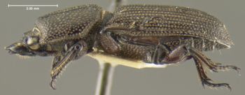 Media type: image;   Entomology 29590 Aspect: habitus lateral view